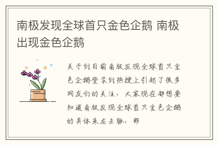 南极发现全球首只金色企鹅 南极出现金色企鹅