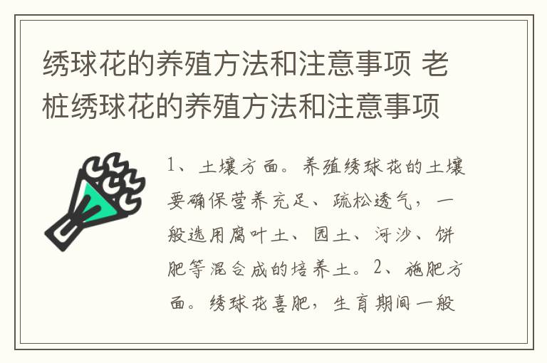 绣球花的养殖方法和注意事项 老桩绣球花的养殖方法和注意事项