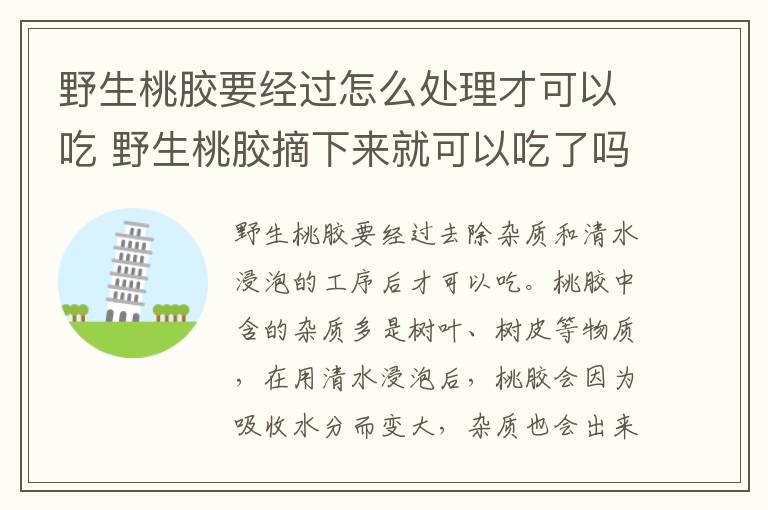 野生桃胶要经过怎么处理才可以吃 野生桃胶摘下来就可以吃了吗