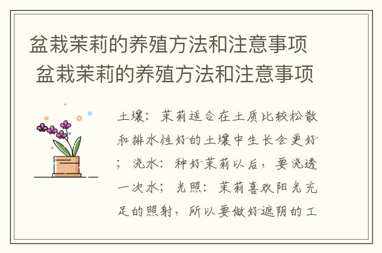 盆栽茉莉的养殖方法和注意事项 盆栽茉莉的养殖方法和注意事项修剪