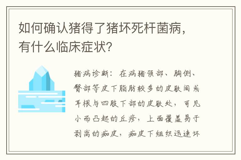 如何确认猪得了猪坏死杆菌病，有什么临床症状？