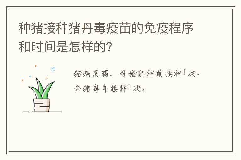 种猪接种猪丹毒疫苗的免疫程序和时间是怎样的？