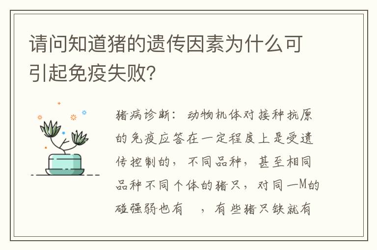 请问知道猪的遗传因素为什么可引起免疫失败？