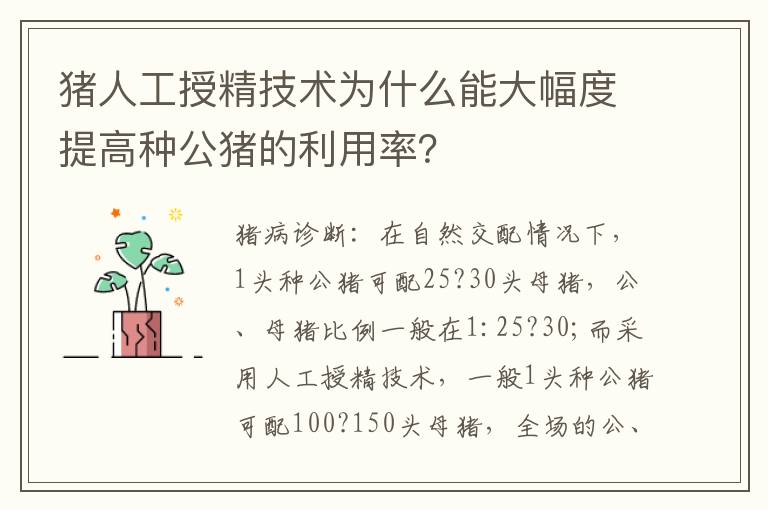 猪人工授精技术为什么能大幅度提高种公猪的利用率？