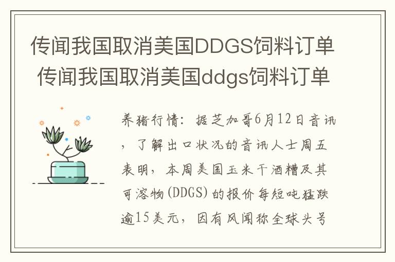 传闻我国取消美国DDGS饲料订单 传闻我国取消美国ddgs饲料订单了吗