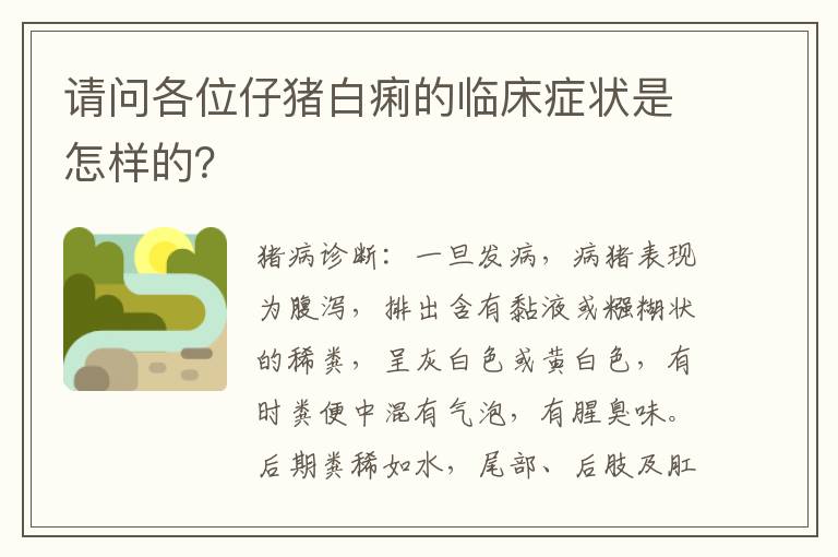 请问各位仔猪白痢的临床症状是怎样的？