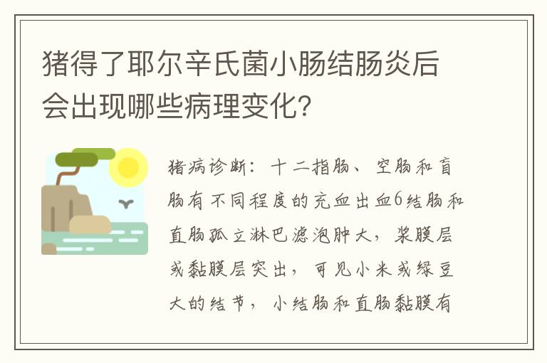 猪得了耶尔辛氏菌小肠结肠炎后会出现哪些病理变化？