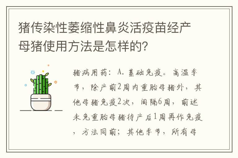 猪传染性萎缩性鼻炎活疫苗经产母猪使用方法是怎样的？