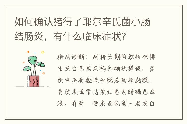 如何确认猪得了耶尔辛氏菌小肠结肠炎，有什么临床症状？