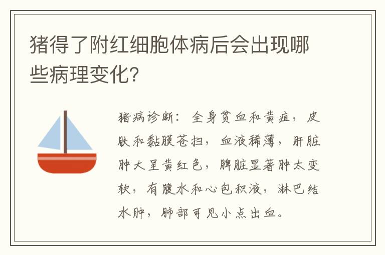 猪得了附红细胞体病后会出现哪些病理变化？