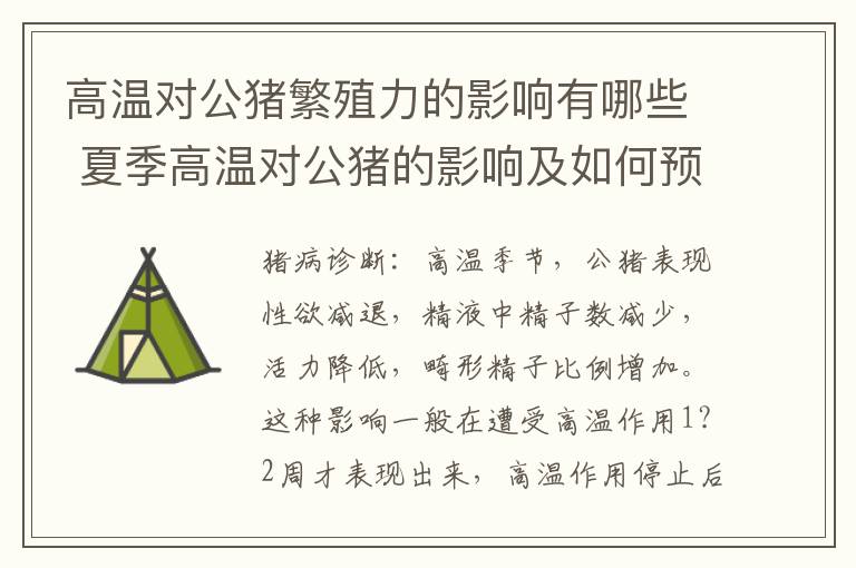 高温对公猪繁殖力的影响有哪些 夏季高温对公猪的影响及如何预防?