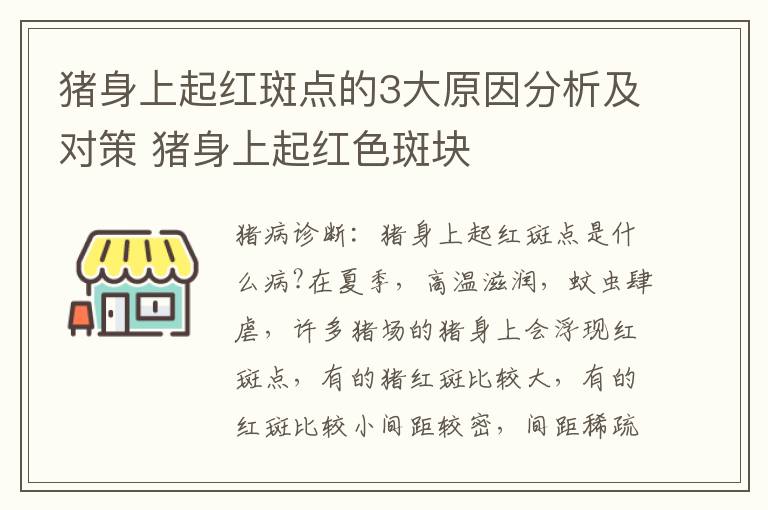 猪身上起红斑点的3大原因分析及对策 猪身上起红色斑块