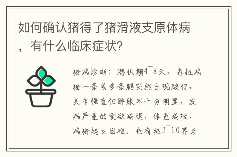 如何确认猪得了猪滑液支原体病，有什么临床症状？