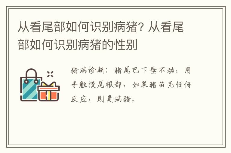 从看尾部如何识别病猪? 从看尾部如何识别病猪的性别