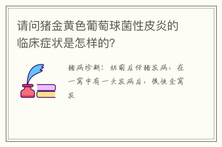 请问猪金黄色葡萄球菌性皮炎的临床症状是怎样的？