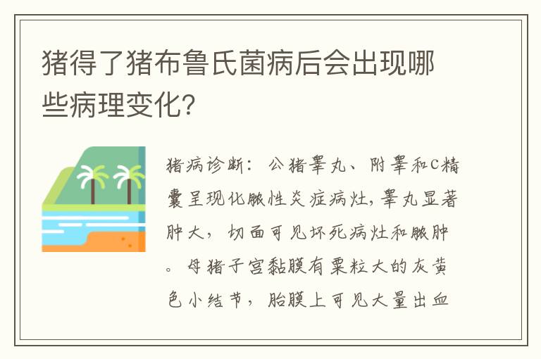 猪得了猪布鲁氏菌病后会出现哪些病理变化？