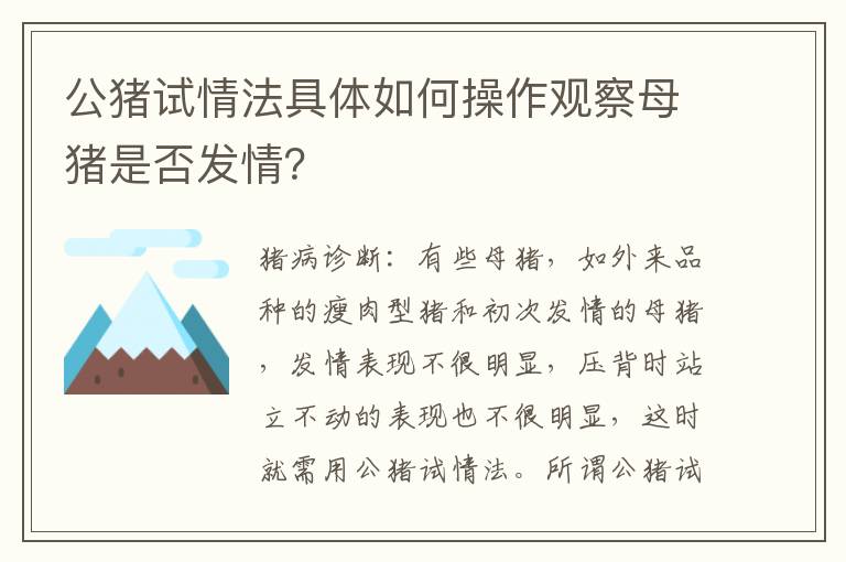 公猪试情法具体如何操作观察母猪是否发情？