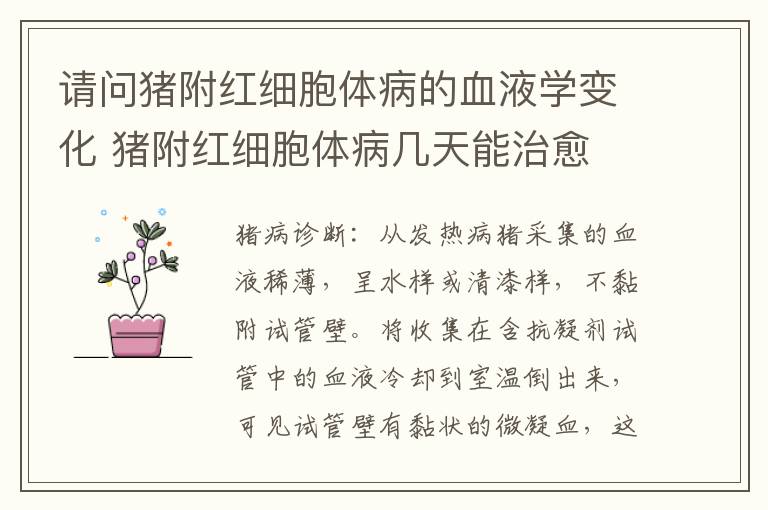 请问猪附红细胞体病的血液学变化 猪附红细胞体病几天能治愈