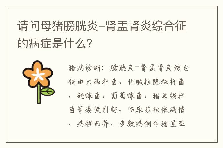 请问母猪膀胱炎-肾盂肾炎综合征的病症是什么？