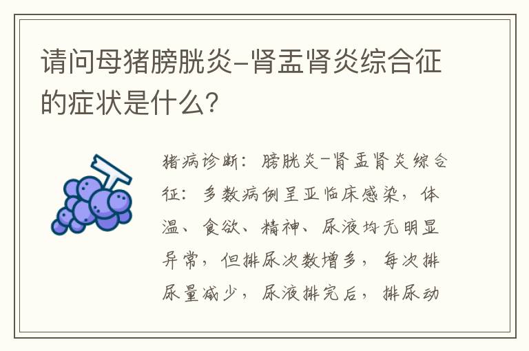 请问母猪膀胱炎-肾盂肾炎综合征的症状是什么？