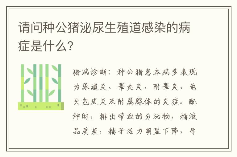 请问种公猪泌尿生殖道感染的病症是什么？