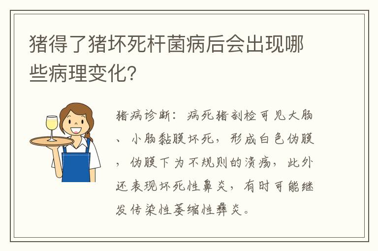 猪得了猪坏死杆菌病后会出现哪些病理变化？