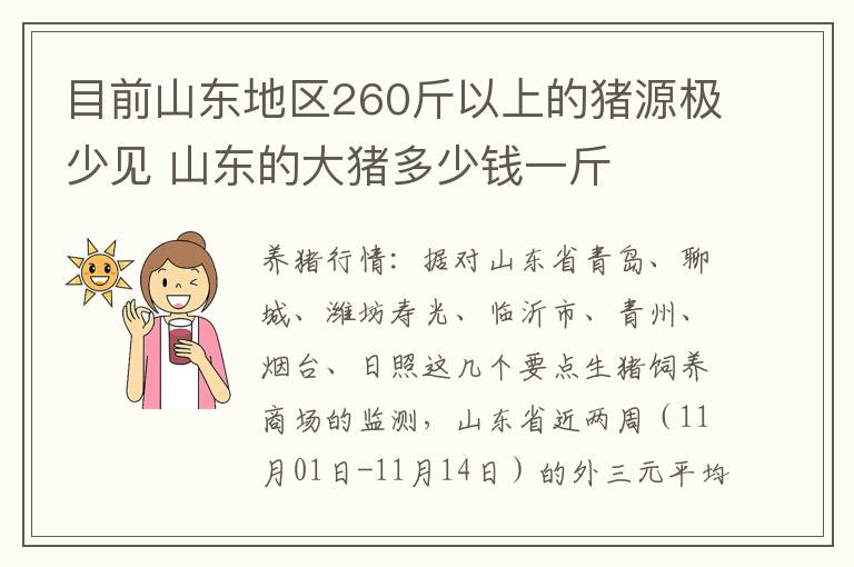 目前山东地区260斤以上的猪源极少见 山东的大猪多少钱一斤