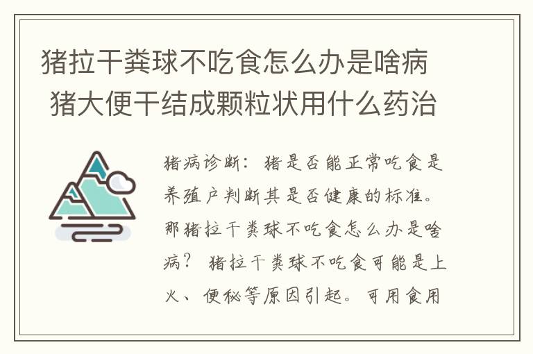 猪拉干粪球不吃食怎么办是啥病 猪大便干结成颗粒状用什么药治疗