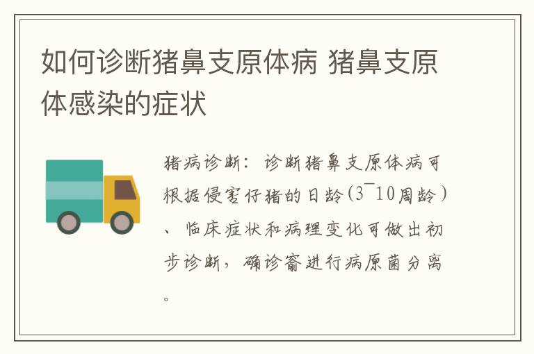 如何诊断猪鼻支原体病 猪鼻支原体感染的症状