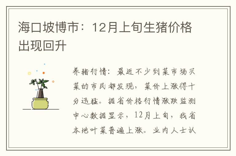 海口坡博市：12月上旬生猪价格出现回升