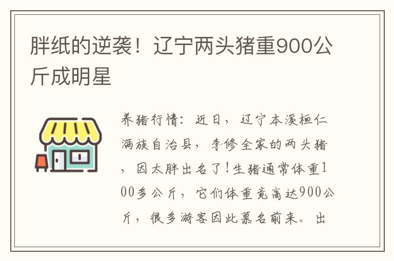 胖纸的逆袭！辽宁两头猪重900公斤成明星