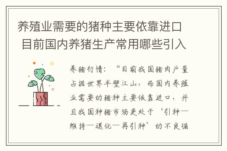 养殖业需要的猪种主要依靠进口 目前国内养猪生产常用哪些引入猪种