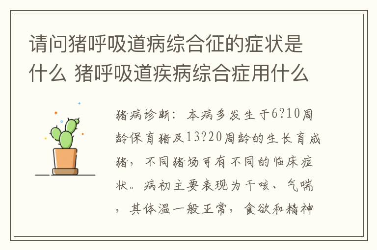 请问猪呼吸道病综合征的症状是什么 猪呼吸道疾病综合症用什么药