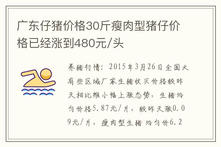 广东仔猪价格30斤瘦肉型猪仔价格已经涨到480元/头