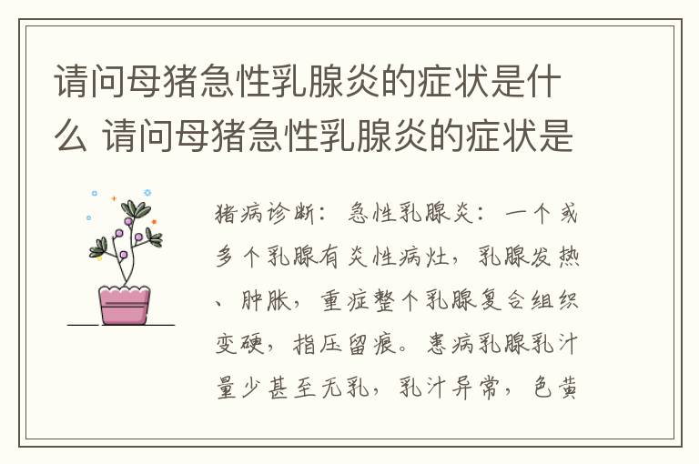 请问母猪急性乳腺炎的症状是什么 请问母猪急性乳腺炎的症状是什么呢