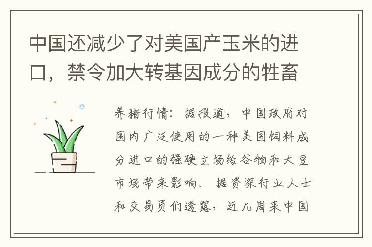 中国还减少了对美国产玉米的进口，禁令加大转基因成分的牲畜饲料