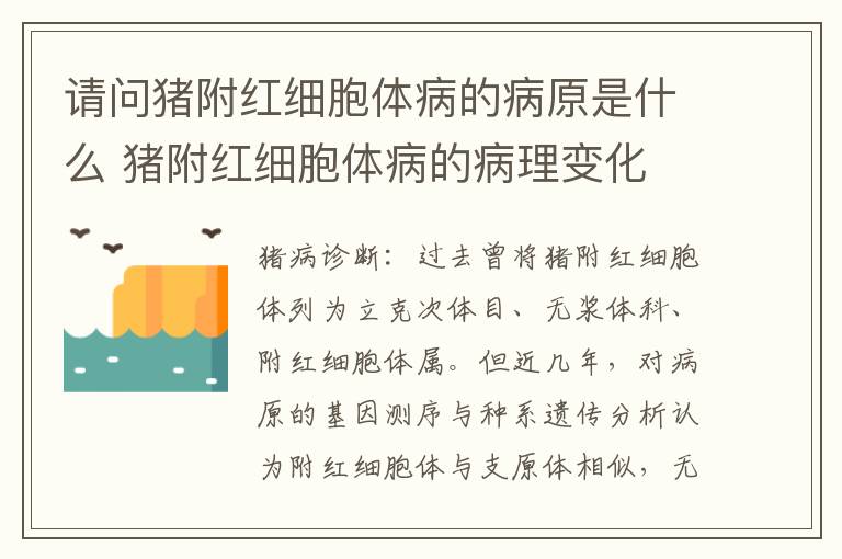 请问猪附红细胞体病的病原是什么 猪附红细胞体病的病理变化