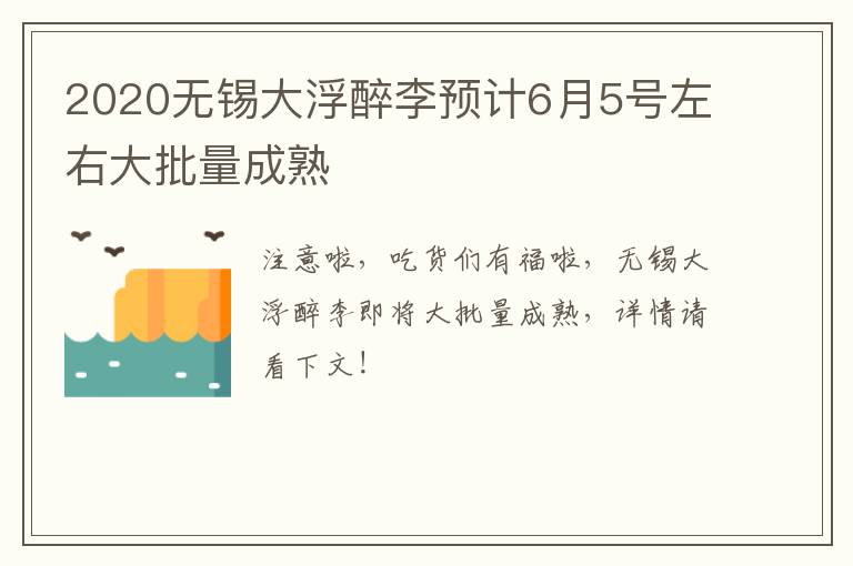 2020无锡大浮醉李预计6月5号左右大批量成熟