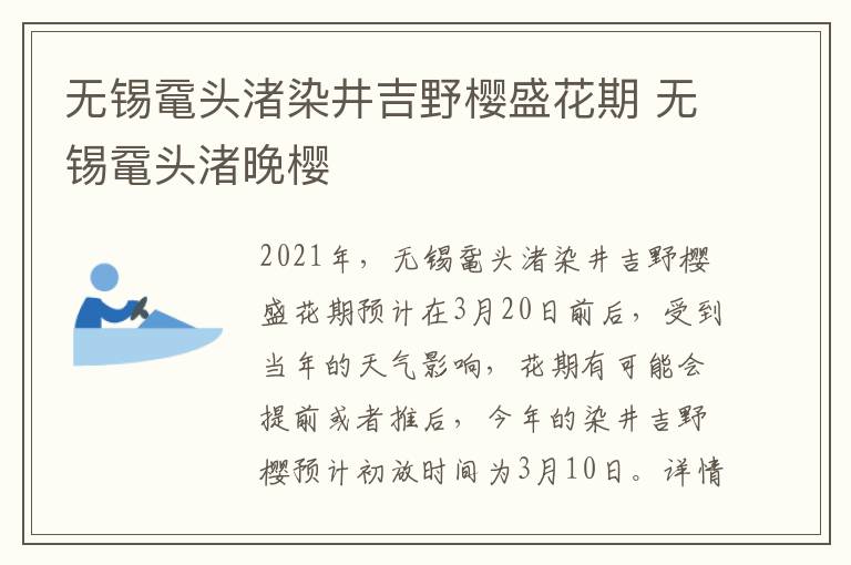 无锡鼋头渚染井吉野樱盛花期 无锡鼋头渚晚樱