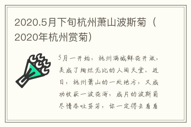 2020.5月下旬杭州萧山波斯菊（2020年杭州赏菊）