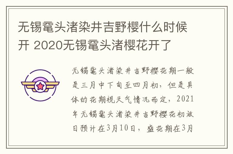 无锡鼋头渚染井吉野樱什么时候开 2020无锡鼋头渚樱花开了