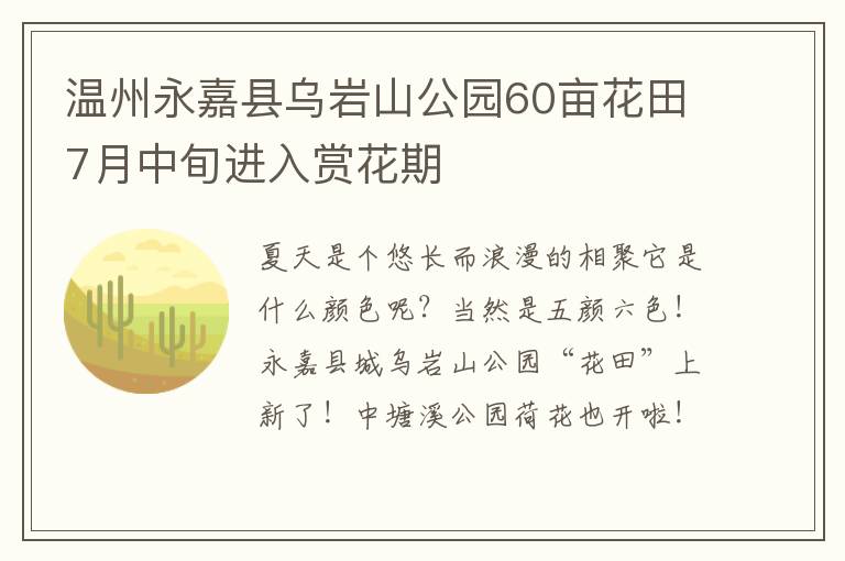 温州永嘉县乌岩山公园60亩花田7月中旬进入赏花期